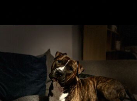 7,4 year old mother and son for rehome