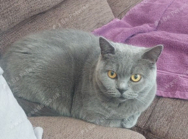 *OPEN TO OFFERS* BSH FOR SALE
