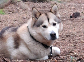 Husky x Malamute looking for his forever home