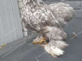 Pekin bantam chickens