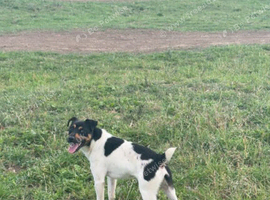 Jack Russell male 13months old