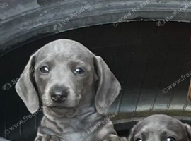 Beautiful solid blue girl Available