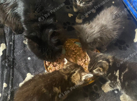 Maine coons
