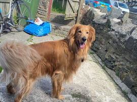 Irish setter x German shepherd