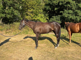 16hh Dark Bay 3yr Old filly