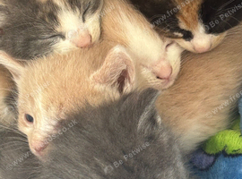 Beautiful calico fawn kittens boy and girl available