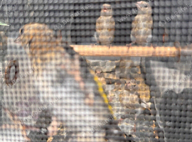 Goldfinch for sale