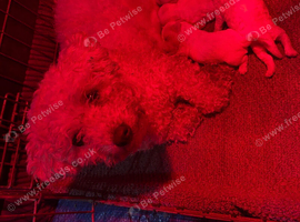 BICHON PUPPIES