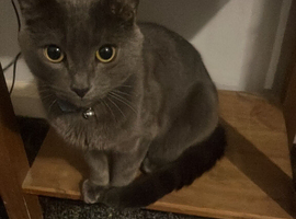 Boy cat