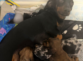 beautiful dachshund puppy&rsquo;s