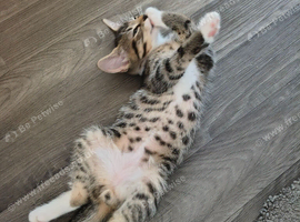To 9 weeks old boy