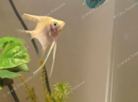 Free Angel Fish