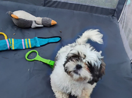 Shih Zu puppys