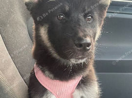 Lovely 11 month old huskita called Winnie