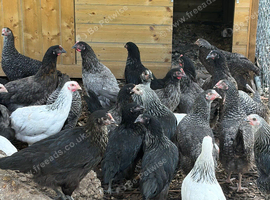 Hybrid hens for sale