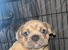 2 female french bulldog pups 7 weeks