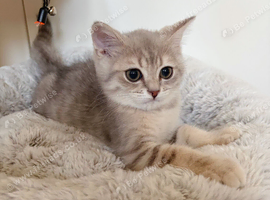 British Shorthair!