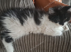 11 week old female kitten