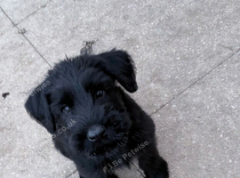 Giant Schnauzer Male