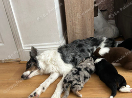 Border collie puppies
