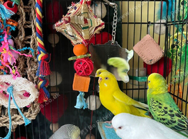 Albino White & Yellow Female Budgies