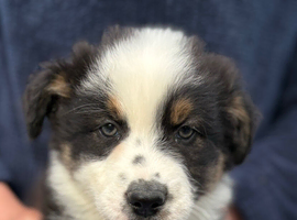 Beautiful pedigree Australian shepherd puppies