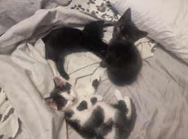 Beautiful mixed kittens for sale