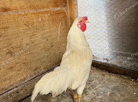 white leghorn cockerel