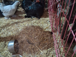 Pekin hen and cock and 3 chicks