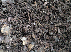 Baby millipede Mystery Box