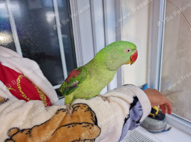 Super Tamed Alexanderian baby parrot