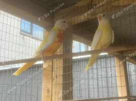 pair of lutino Turks