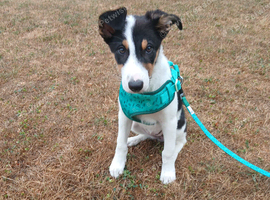 A loving border Collie