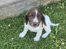 Kc regestered springer pups