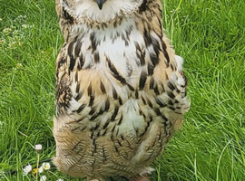 Bengle eagle owlets