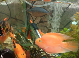 Large parrot fish