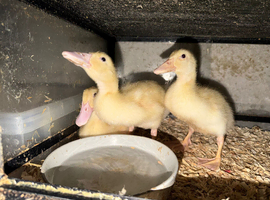 Cherry valley ducklings