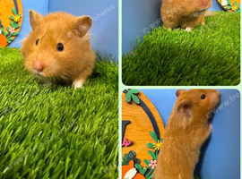 Syrian Hamster Female Girl