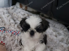My 8 weeks old Shih Tzu