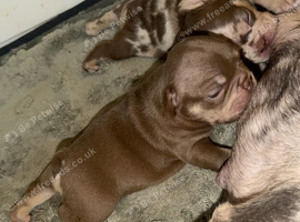 French bulldog puppies for sale