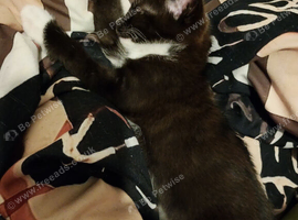 Strong healthy tuxedo kitten