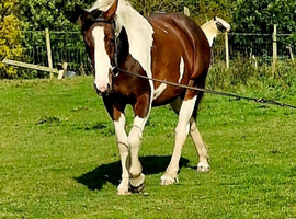 5 year old CHAPS registered tb x wb mare