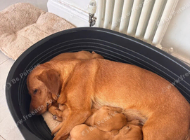 **Labrador Retriever Puppies &ndash; Beautiful Family Companions**