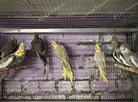 Mixed cockatiels