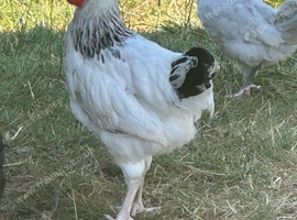 YOUNG COCKERELS PURE RARE BREEDS