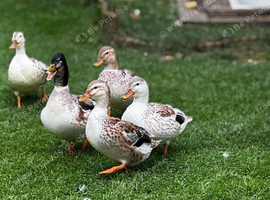 Duck rehoming