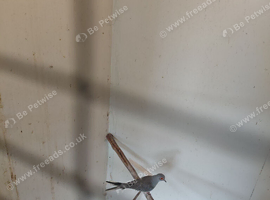 Diamond doves for sale