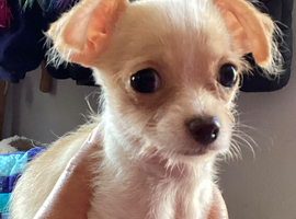Gorgeous tiny Chihuahua puppies