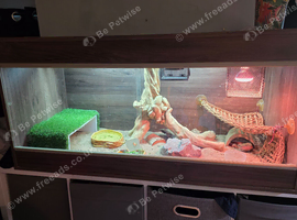 Charlie two year old beared dragon complete with full set up
