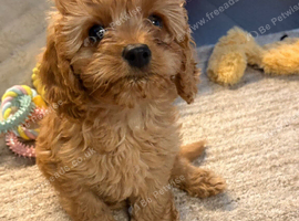 Cavapoo